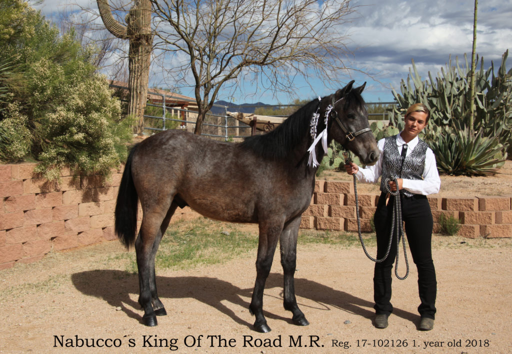 Nabucco´s King Of The Road M.R.1