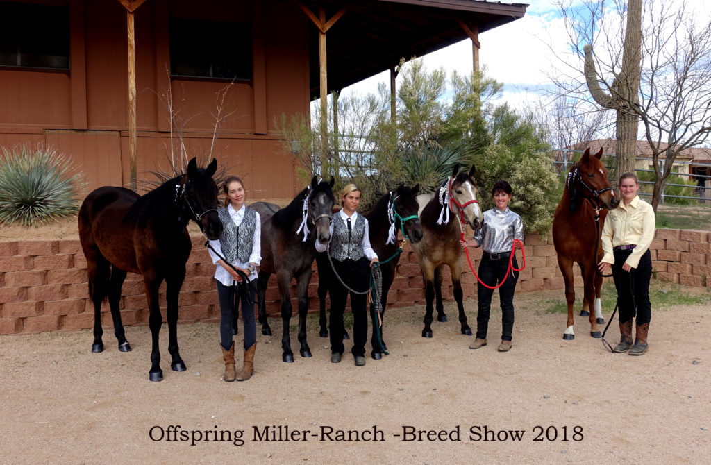 Offspring MR 2018 breed-show